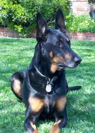 Doberman Shepherd Dog Breed Information and Pictures