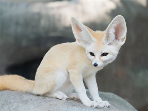 Rubah Fennec Foto Stok, Potret & Gambar Bebas Royalti - iStock