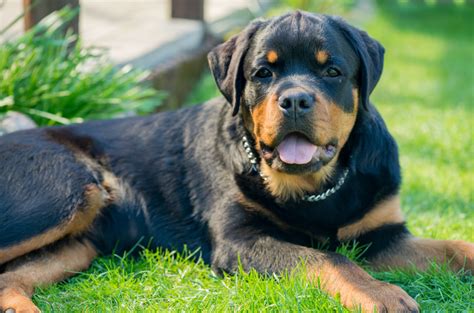 Rottweiler Pitbull Mix - Breed Facts And Info - Animal Corner