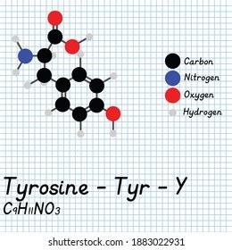 Tyrosine Tyr Y Amino Acid Molecular Stock Vector (Royalty Free) 1883022931 | Shutterstock