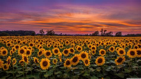 the sunflowers are blooming in the field as the sky is purple and orange