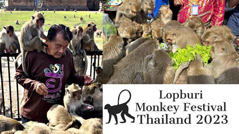 Lopburi Monkey Festival November 2023 - Unique Monkey Buffet Festival - YouTube