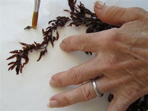 How to Press and Preserve Seaweed - Gallery | Garden Design