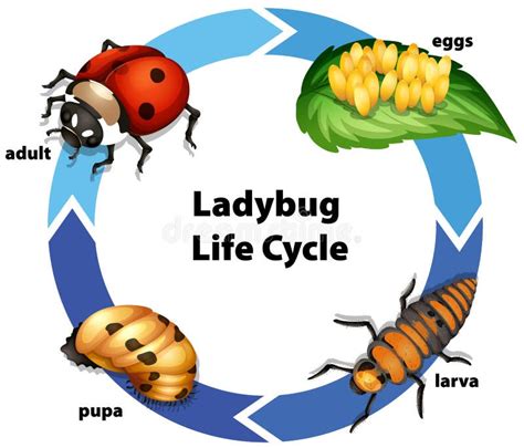 Abbildung Des Lebenszyklus Von Ladybug Vektor Abbildung - Illustration ...