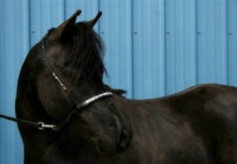 Breeding Miniature Horses | PetHelpful