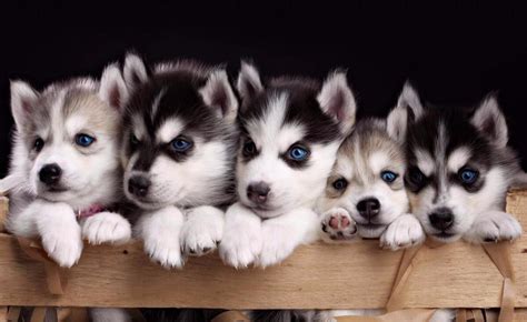 Wolf Husky Puppies