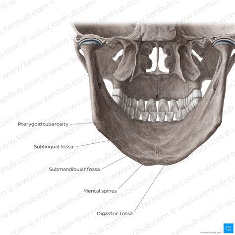 The mandible: Anatomy, structure, function | Kenhub