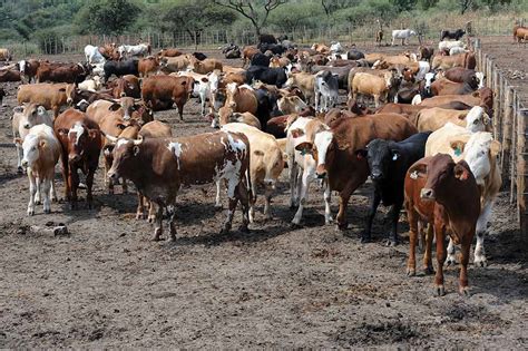 BMC halts production at Maun abattoir as FMD strikes again | Sunday ...