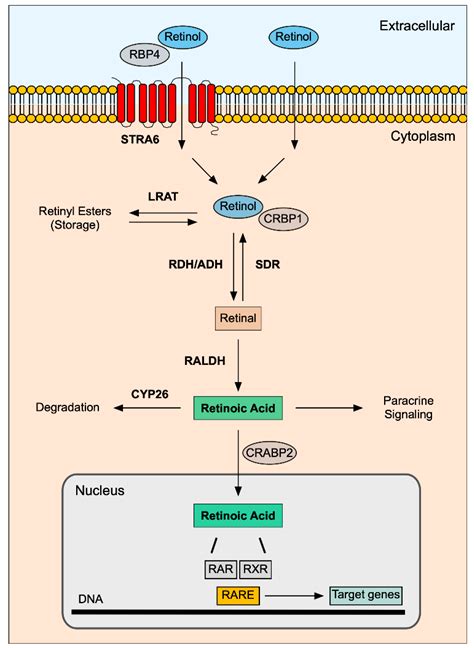 Biomolecules | Free Full-Text | Retinoic Acid: A Key Regulator of Lung ...