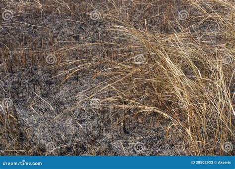 Burnt grass stock image. Image of burn, ground, texture - 38502933