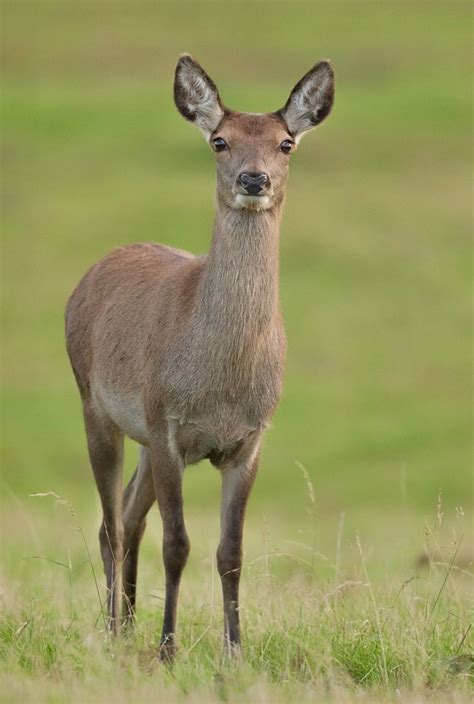 European red deer hind, or doe. Big beautiful girl. The red deer is the ...