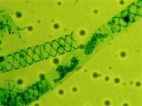 Green Algae Microscope