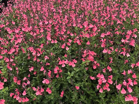 Salvia microphylla 'Syracuse' | Native Sons Wholesale Nursery