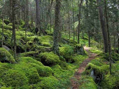 Guide to 7 Easy Smoky Mountain Waterfalls