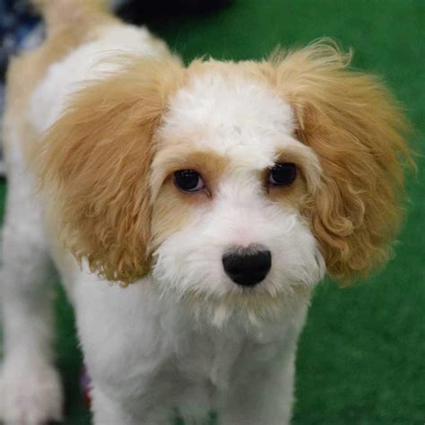 cavapoo-puppy-for-adoption-2 - Ridgewood Kennels II