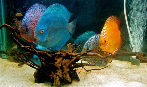 Free Images : water, underwater, reef, goldfish, discus fish, fish tank, marine biology ...