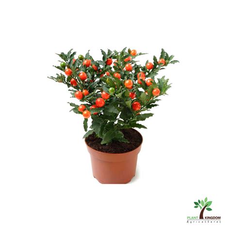 Jerusalem Cherry – Solanum Pseudocapsicum - Plant Kingdom UAE