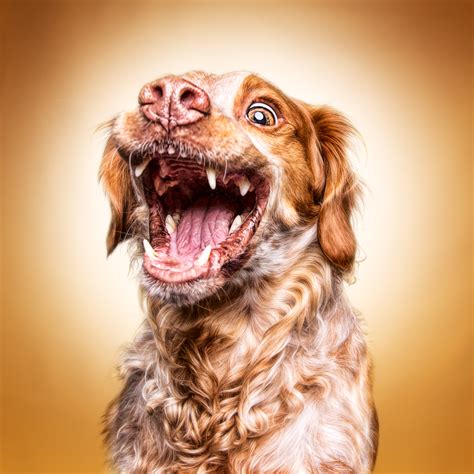 Funny (Dog) Faces – Erblicken.com