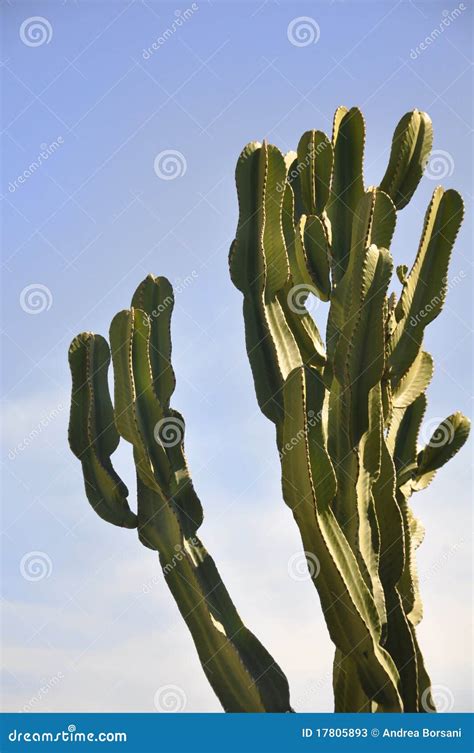 Cactus plant stock image. Image of garden, cactus, great - 17805893