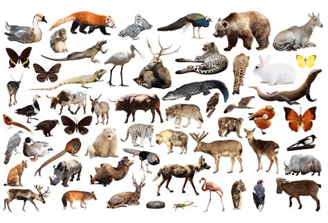 A Population Of Animals