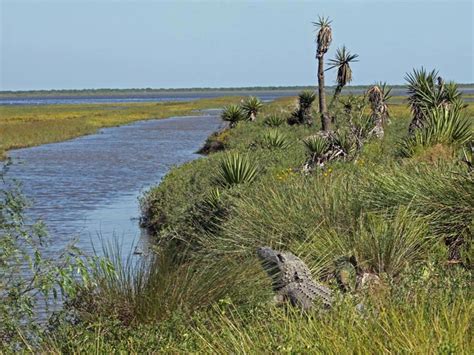 Laguna Atascosa National Wildlife Refuge, a Texas National Wildlife ...