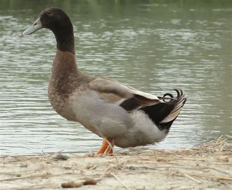 Khaki Campbell, Conoce Todo lo que no sabías sobre este Pato