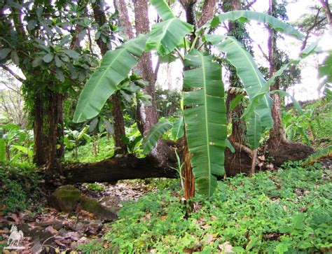 La Finca Costa Rica | Finca Cabañas Cañas Castilla - Costa Rica