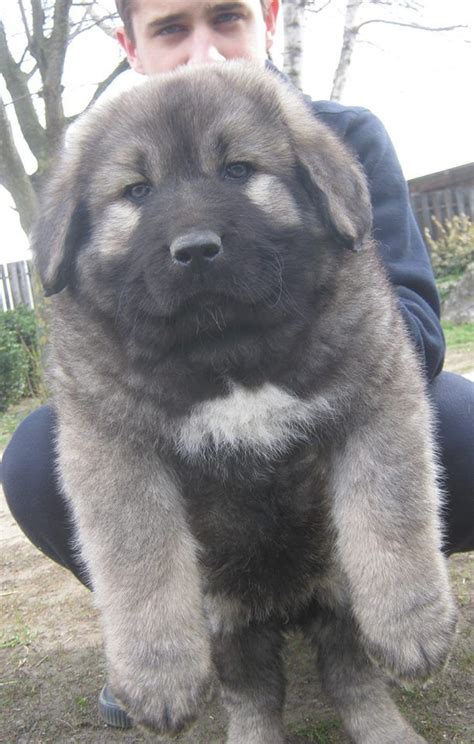 Caucasian Ovcharka Dog Info, Temperament, Puppies, Training, Pictures