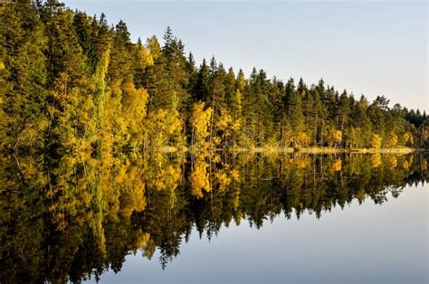 Forest Reflections stock photo. Image of scenic, still - 100724198