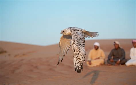 A Guide to Falconry in the UAE: History, Relevance & More - MyBayut