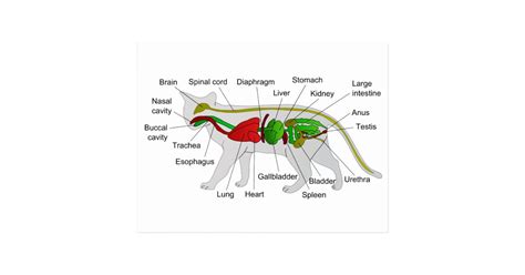 General Anatomy of a Cat Felis Silvestris Catus Postcard | Zazzle