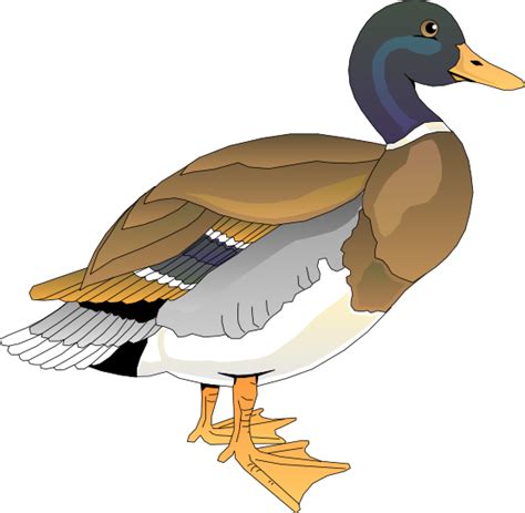 Wood ducks clipart 20 free Cliparts | Download images on Clipground 2024