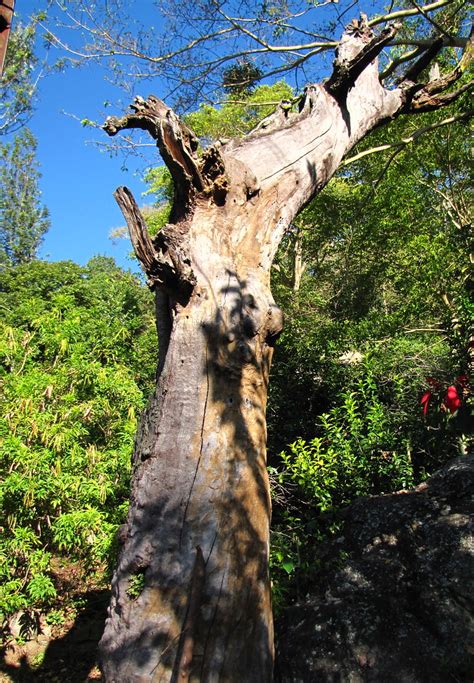 Old tree trunk | ...basking in cold day light (A tree at the… | Flickr