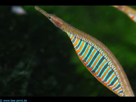 Freshwater Pipefish | Freshwater seahorse, Aquarium fish, Freshwater fish