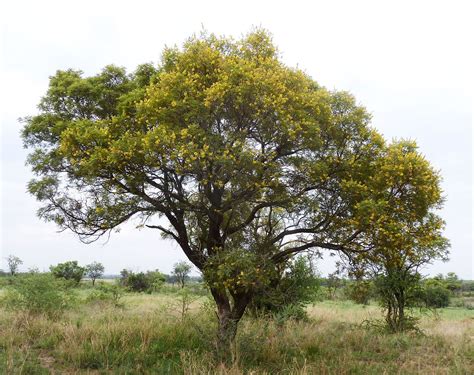 The Secrets of the Weeping Wattle Tree | Discover Africa Safaris