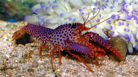 Buy Purple Lobster Online | Aquarium Inverts for Sale - Vivid Aquariums