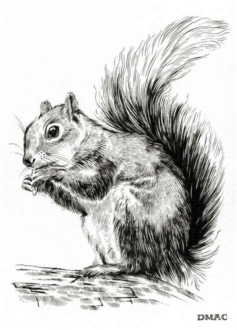 I love squrriels Wildlife Paintings, Wildlife Art, Animal Paintings, Squirrel Painting, Squirrel ...