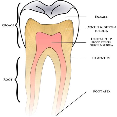 Dental and Oral Anatomy - Star Dental Assisting School