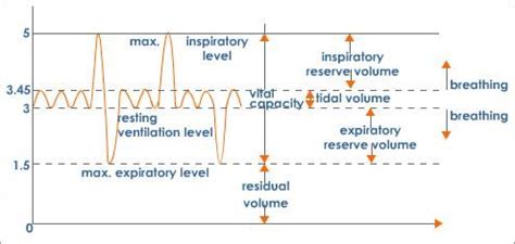 An Overview of Lung Volumes And Capacities (Vital Capacity)