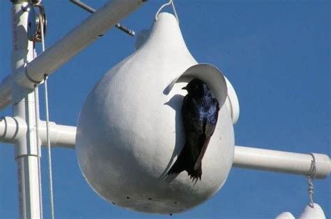 Make a Purple Martin Gourd Birdhouse: Homemade birdhouses fashioned from gourds have been used ...