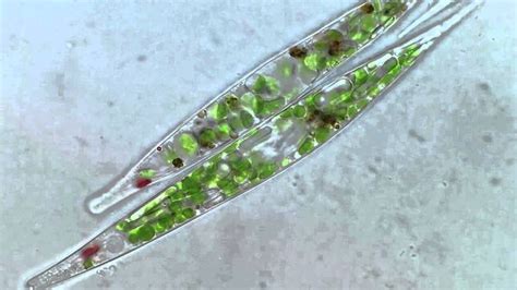 Euglena Under Microscope Labeled