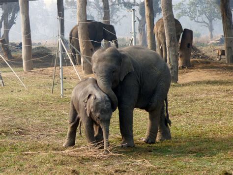 National Park, wildlife reserve and conservation areas in Nepal | Loksewa MCQ