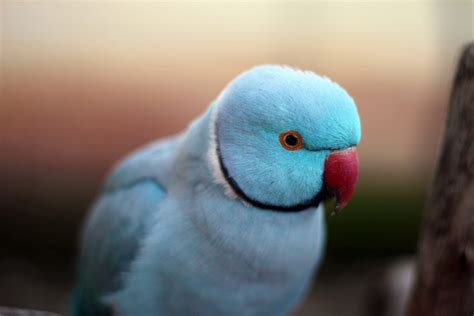 Indian Ringneck Colors Mutation - 1 - This page shows some of the ...