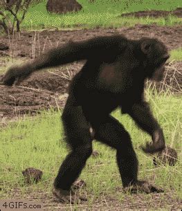 XsL1FgK7.gif (263×305) | Chimpanzee, Chimp, Funny gif