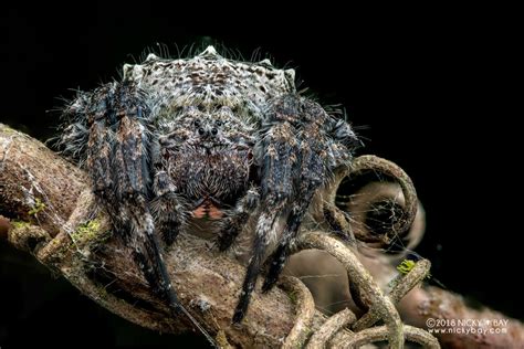 Darwin's Bark Spider from 3CF8+HP3, Andasibe, Madagascar on 04 June, 2018 at 09:32 PM by Nicky ...