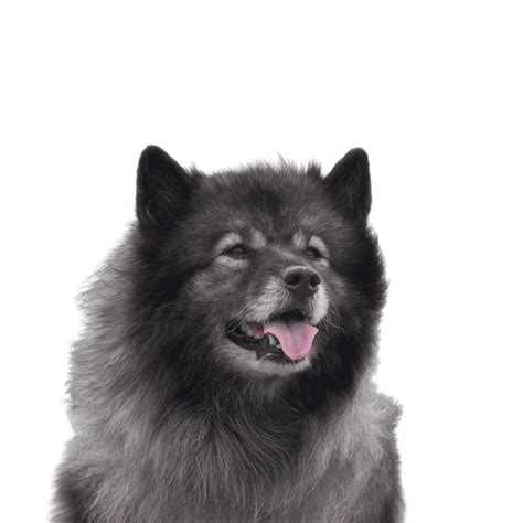 Keeshond - What Dog Breed