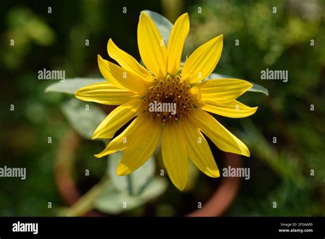 Helianthus 'Lemon Queen' flowers Stock Photo - Alamy