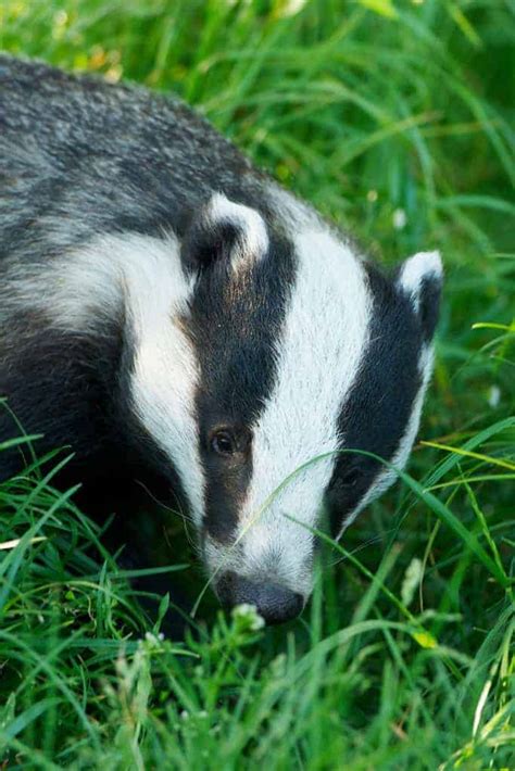 Badger - British Wildlife Centre