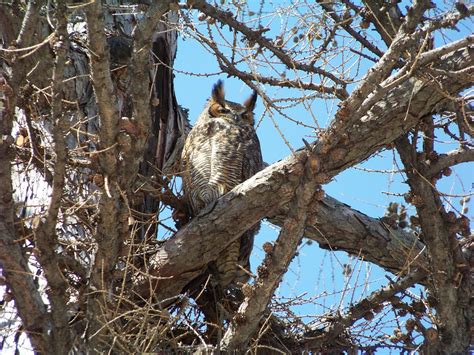 Great Horned Owl - Geneva, IL | Owl nesting outside Kane Cou… | Flickr