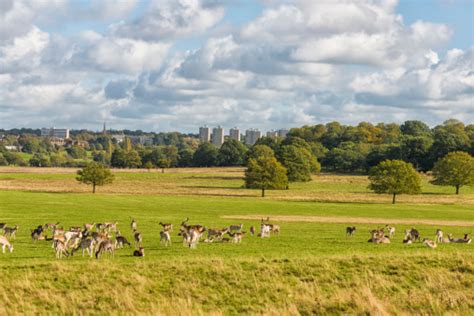 Richmond Park Pictures | Download Free Images on Unsplash